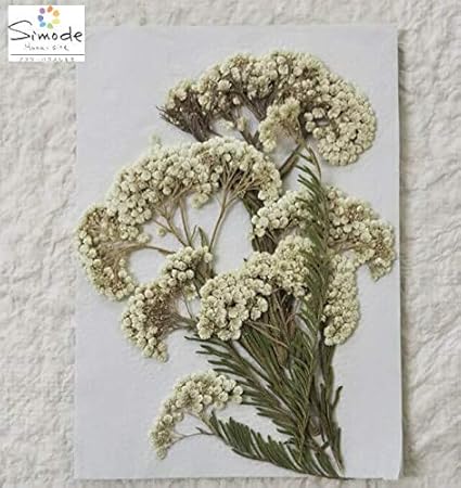 Amazon S 795 押し花 ライスフラワー 白 ５本入 押し花パック 押し花素材 飛騨の山野草押し花素材 フラワーハウスしもで ドライフラワー