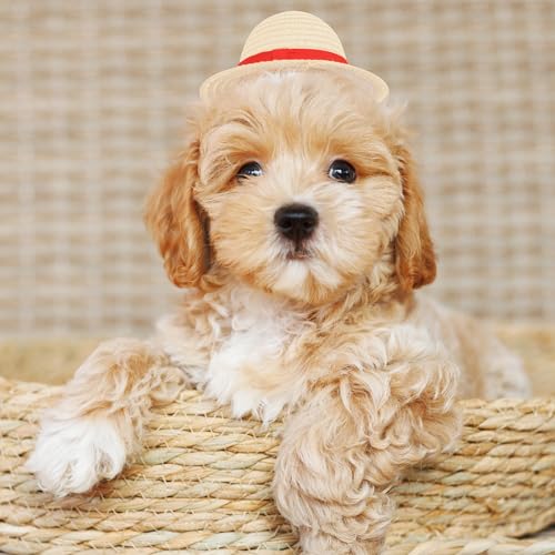 Sombrero de paja para mascotas para fiesta Halloween miniatura 3