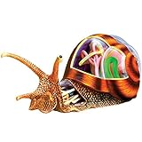 TKer Anatomisches Modell der Schnecke, Anatomisches Modell des Haustieres, für naturwissenschaftliches Lernen und Demonstrationsunterricht