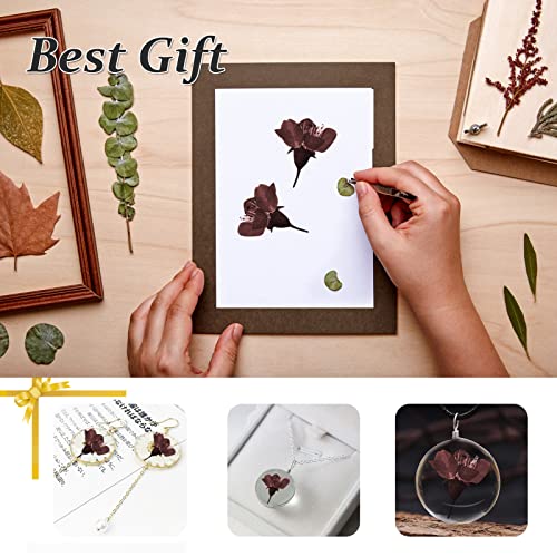 Flores de Cerezo Secas Prensadas, 60 PCS Naturales miniatura 6
