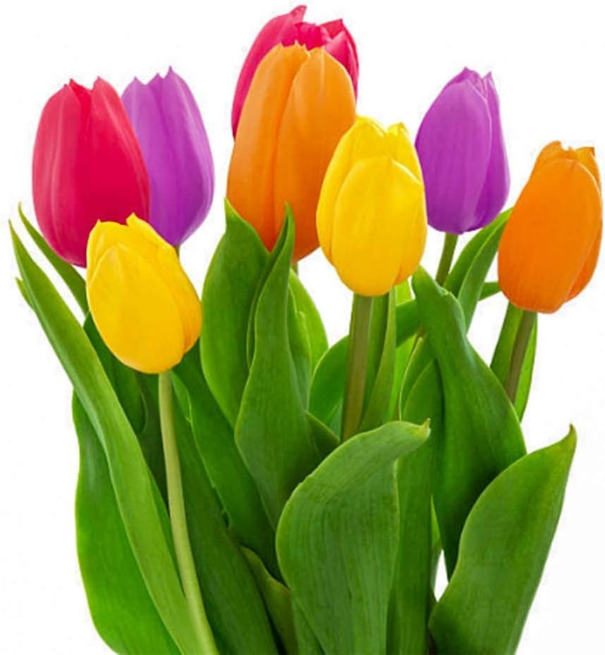 Tulip Flower Price, Pack of 5 Bulbs By Zabbus Mixed