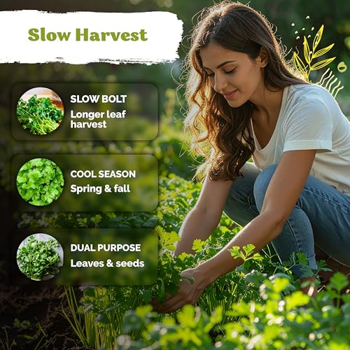 KVITER 1000 Slow Bolt Cilantro Seeds (Coriandrum sativum) - Cilantro Organic Seed, Slow to Bolt Coriander Seed, Aromatic Leaves - Herb Seeds for Planting in Outdoor & Indoor Garden - Image 4