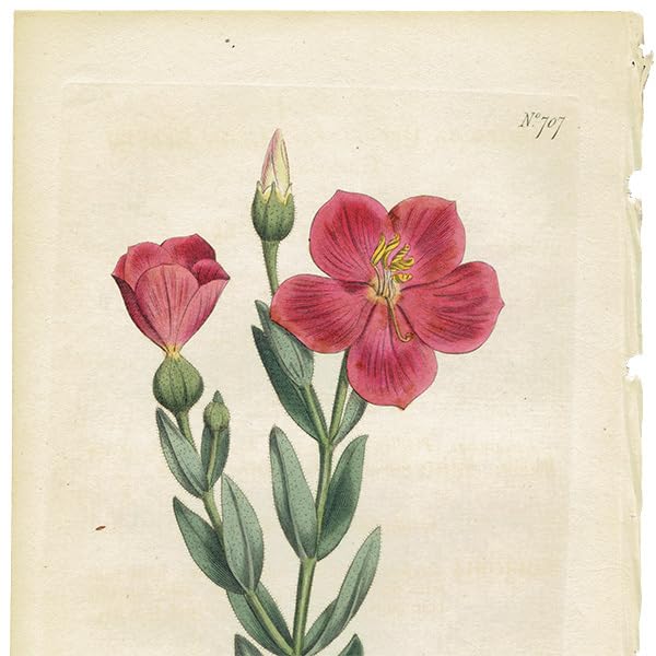 ★イギリス　ボタニカルアート　④ イギリス アンティーク ボタニカルアート Curtis Botanical