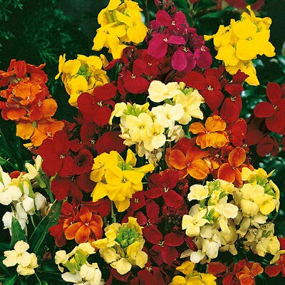 TRTO 2000 Seeds WallFlower Bedding Mixed Perennials Useful for Planting Garden Yard Patio