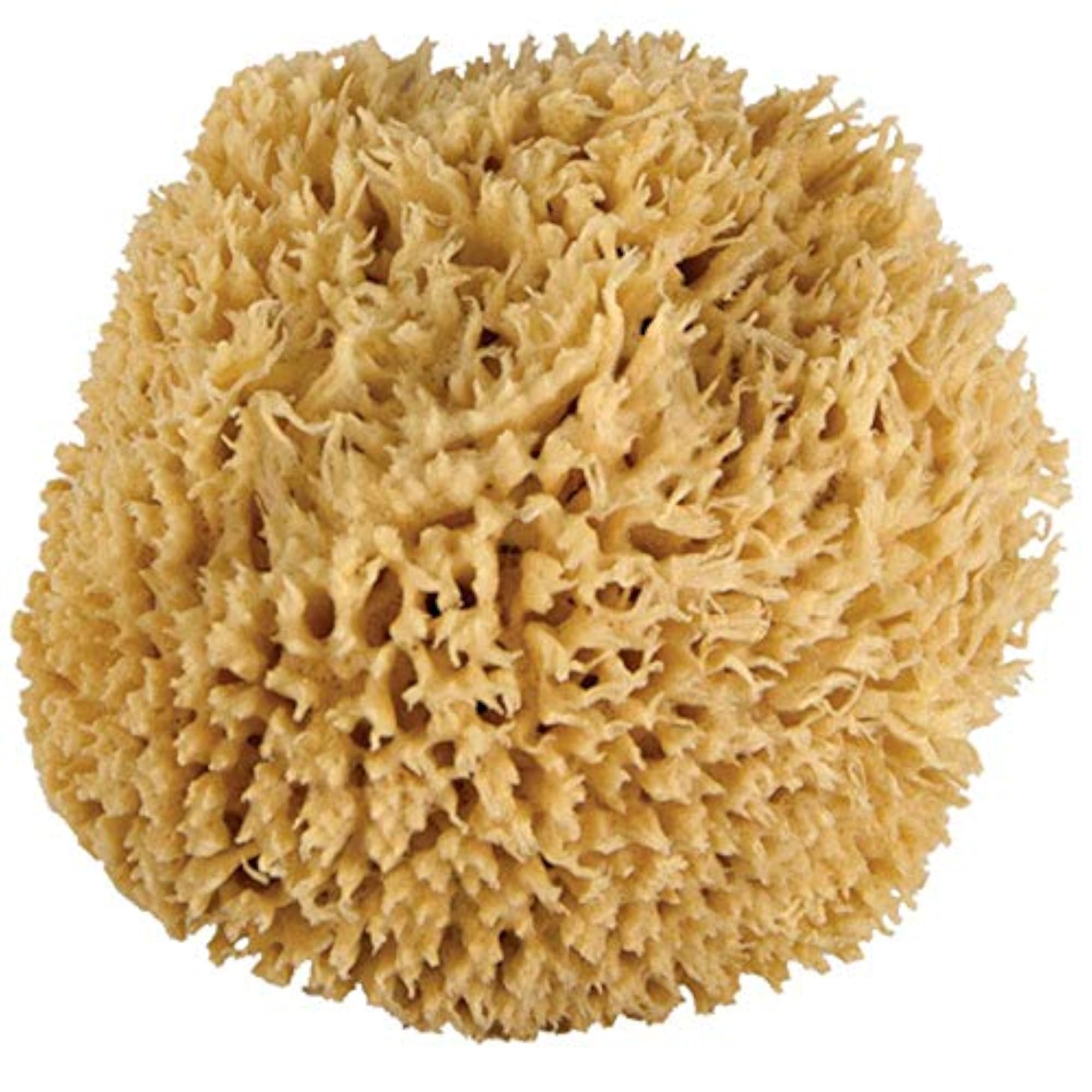 Sea Wool Baby Bath Sponge for Natural Healthy Bathing