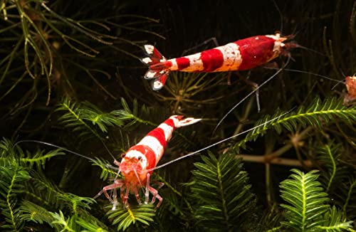 Garnelen Tom Red Bee A-S Bienengarnele (DNZ), 10 Stück