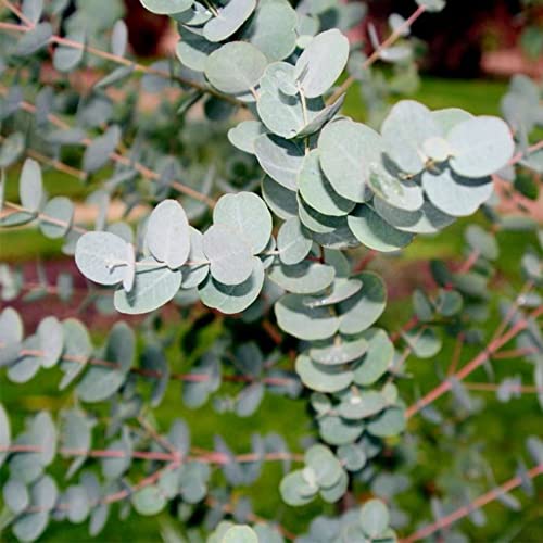 Qauzuy Garden 2500 Eucalyptus Silver Dollar Tree Seeds For Planting | Fragrant Flower Attract Pollinators Perennial Garden Tree Striking Accent Privacy Screen #TOP4