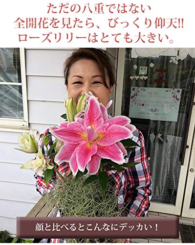 Amazon.co.jp: ハッピーガーデン 母の日 花 鉢植え 八重咲き