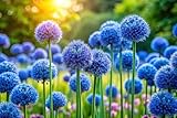 Blue Allium Bulbs for Planting - Allium Azureum Caeruleum (10 Bulbs)