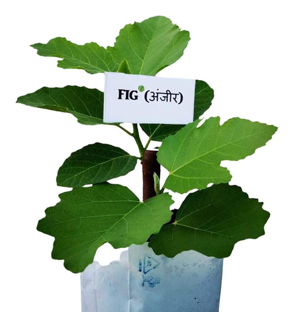 AVIKGARDEN Fig Anjeer Ficus Carica Fruit Live Plant Tree (Air layered/Grafted) Live Plants & Tree Dumur Plant 1