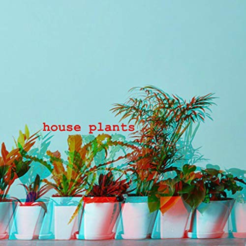 House Plants