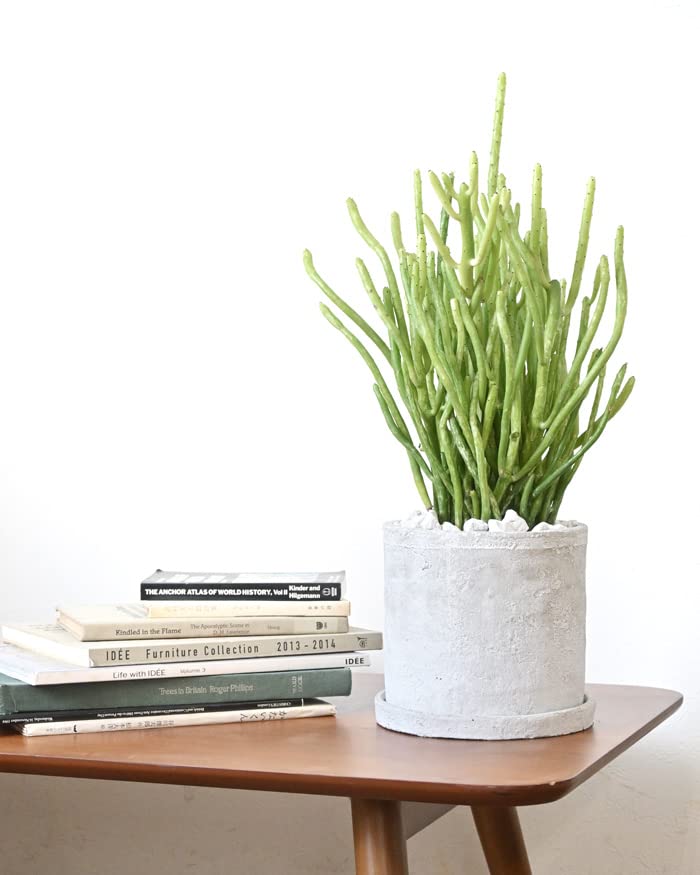 Amazon｜観葉植物 本物 現品 ユーフォルビア・オンコクラータ・ミルク