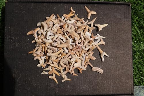 Image of Great Collection of Shark Teeth Fossil Shark Teeth Fossils for Kids Fossils from Morocco A248