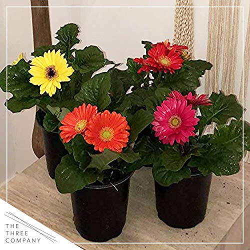5" Gerbera Daisy - Assorted 5" Gerbera Daisy - Assorted