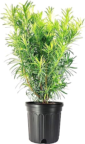 Podocarpus Macrophyllus | 1 Extra Large 3 Gallon Plant | Japanese Yew | Low Maintenance Live Evergreen Privacy Hedge Shrub