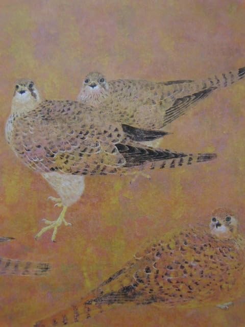 Amazon.co.jp: 野々内良樹、チョウゲンボウ、な額装用画集より、、額装