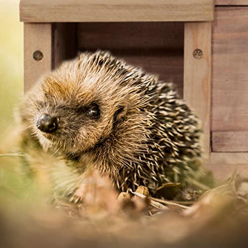 Relaxdays Igelhaus, Holz, Igelhotel mit Boden, 2 Kammern, Winterquartier für Igel, Garten, HBT: 30x40x34 cm, hellbraun