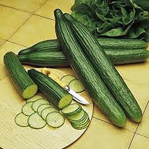 Cucumber, Long Green Improved Seeds, Non-GMO, 75 Seeds per Package,Long Green Improved Cucumber is a Strong, Vigorous Producer Jacobs Ladder Ent. Cover