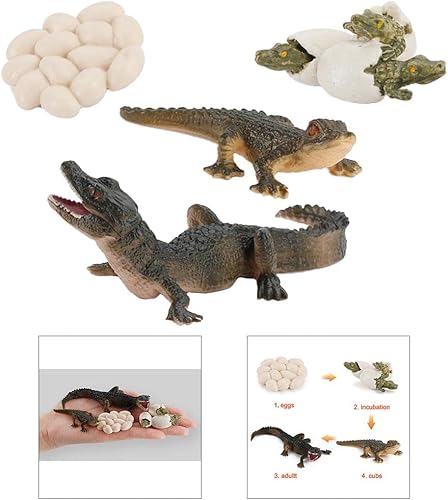 Miniatura 3 de Ciclo de Vida Animal Modelo de cocodrilo Niños Niño Pre- Temprano