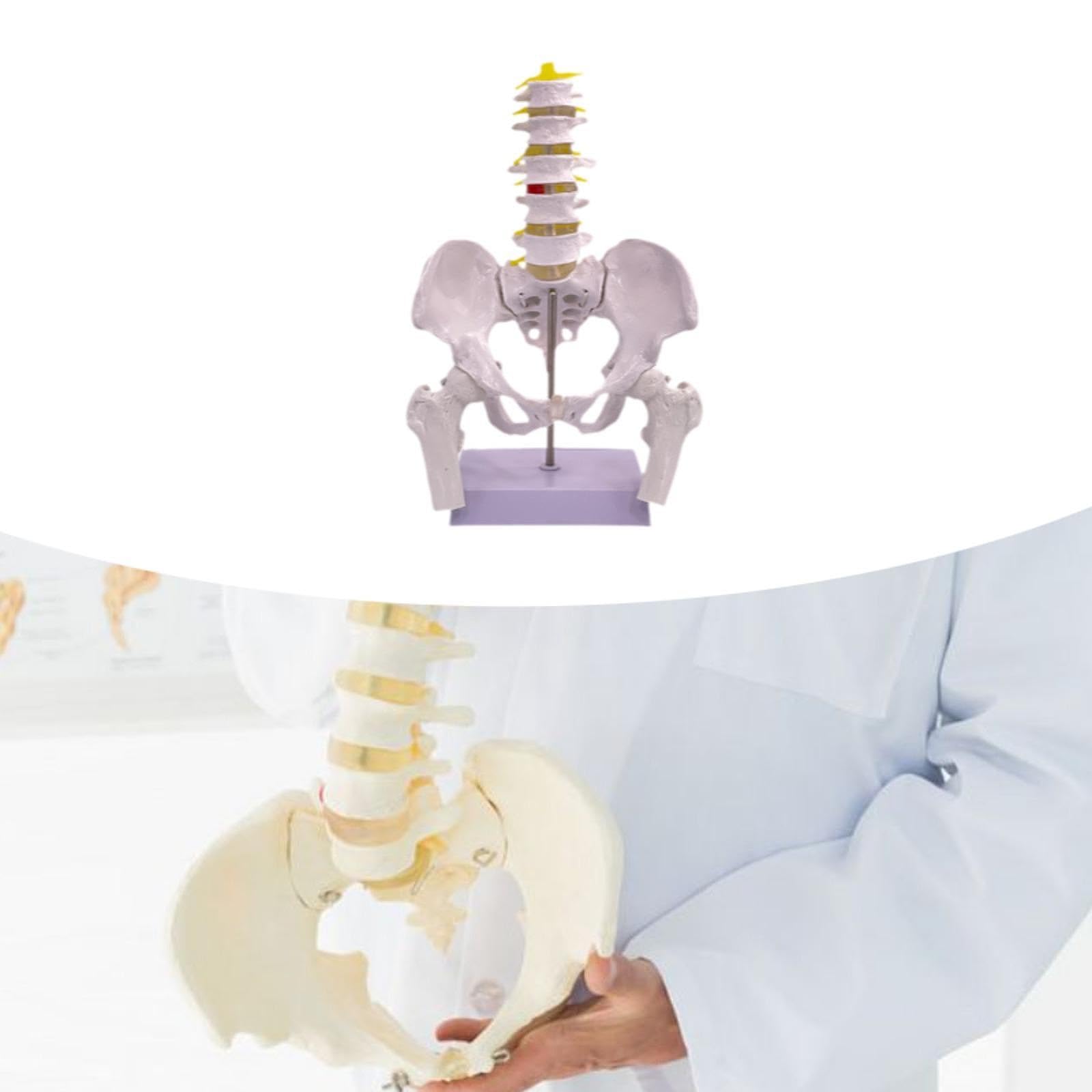 Modèle Du Bassin Féminin Modèle Anatomique Squelette Féminin Outil Pédagogique Médical Matériel PVC Robuste Adapté à L'Enseignement Universitaire Rech, Style B