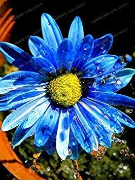 Amazon Co Jp 100個 袋レアブルー菊の美しいmorifolium非常に簡単に育つハーブ植物のdiyガーデニングの花 4