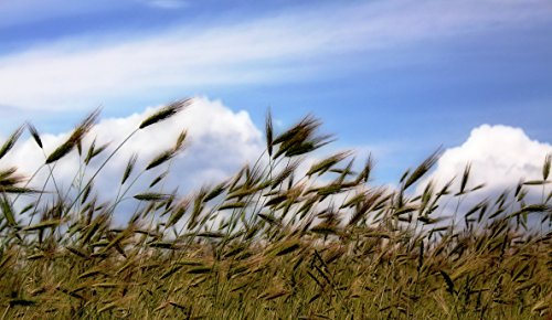 WEBFASTPRINT Murge baresi - PH. Benny Maffei