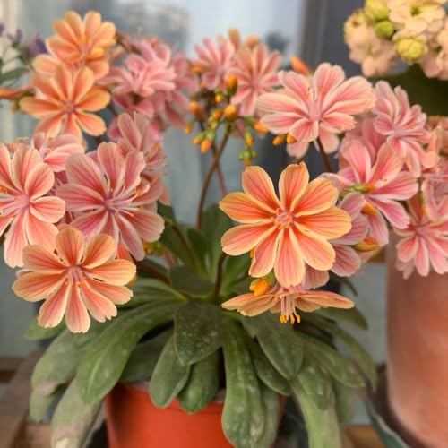 Semillas de rosa de porcelana, Las plantas de jardín de rocas son resistentes. Semillas de Lewisia, cotiledón de Lewisia, semillas de flores, plantas verdes Plantas resistentes para 50pcs