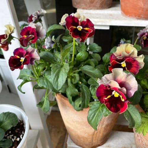 semi biologici di viola del pensiero rare, decorazione del soggiorno resistenti di viola del pensiero per aiuole rialzate, 80pcs