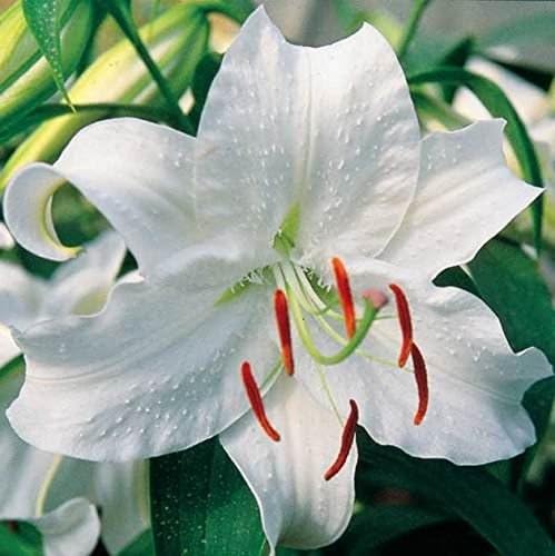 Lily, Oriental Casa Blanca Delicious Dozen - Glorious Fragrance!! - 12 Huge Bulbs
