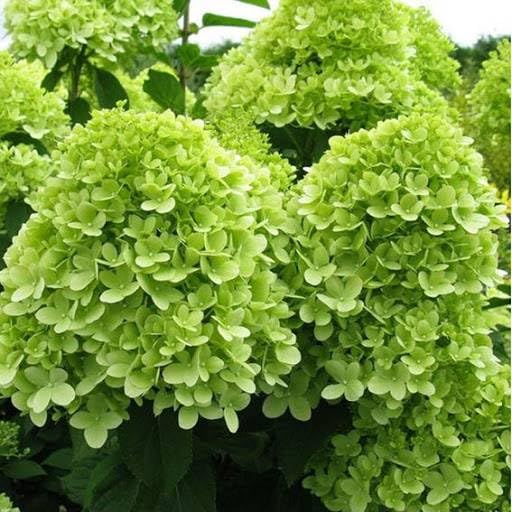 Hydrangea Paniculata Mojito in 2L Pot, Stunning Clusters of Green Flowers 3fatpigs®