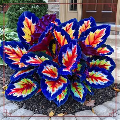 Wunderschöne Festtagsdekoration Winterharte mehrjährige Seltene Hosta Einfach zu Pflegen-4zwiebeln-c