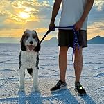 ShawnCo Dream Walk Dog Leash- Premium, Nylon Pet Leash with Soft Neoprene Handle for Small, Medium and Large Dogs (ICY Lilac, M/L 6FT w/ 2 Handles) - Image 5