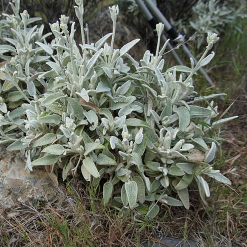 semi di salvia resistenti decorativi in vaso giardino perenni prato balcone d'appartamento esotiche roccioso 600pcs