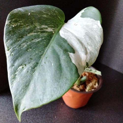 モンステラ ホワイトタイガー」の人気商品一覧 | 安い商品を通販サイト