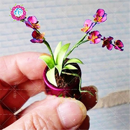 Graines d'orchidées miniatures Orchidée Phalaenopsis Graines de fleurs de bonsaï en pot Plante d'intérieur Orchidée rare en pot pour jardin miniature Paquet de 500 graines