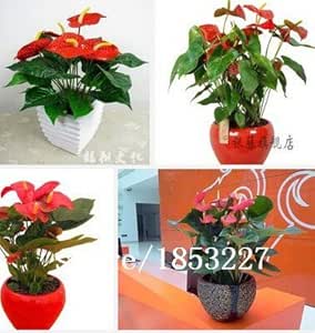 Ric 6: 20pcs / Lot Rare Seeds Of Fiore Anthurium Andraeanu