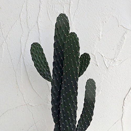 日本正規代理店品 サボテン 墨烏帽子 すみえぼし 6号鉢植え 日本正規代理店品 サボテン 墨烏帽子 すみえぼし 6号鉢植え