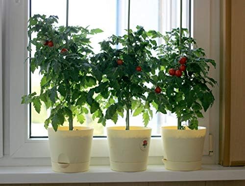Miniatura 3 de Semillas de tomate enano rojo de interior determinan vegetales no transgénicos para plantar