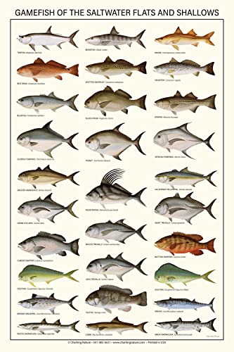 Charting Nature Saltwater Gamefish Poster and Identification Chart