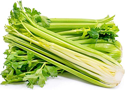 Golden Pascal Celery Seeds, 1,000+ Premium Heirloom Seeds, Fantastic Addition to Your Home
