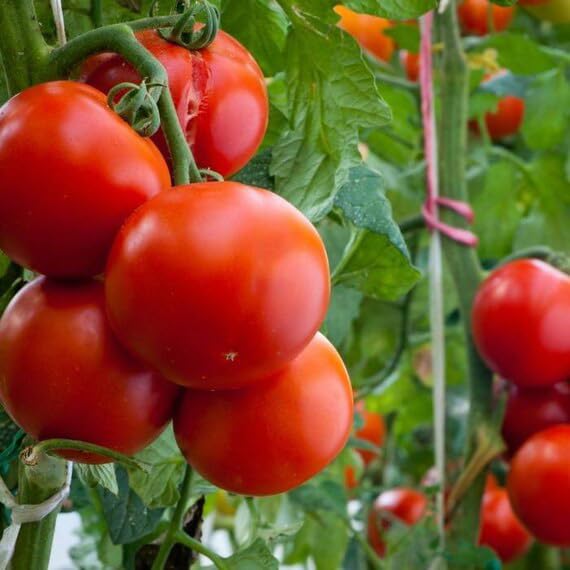 3 x Cherry Tomato Plants - Fresh Vine Tomatoes, green - Image 2