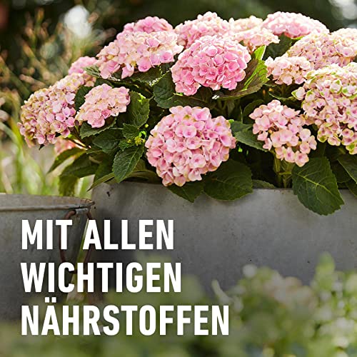 Compo Blühpflanzendünger 1l – Ansicht 5