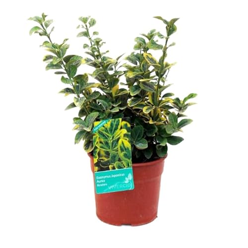 Evónimo de Follaje Mixto Arbusto Compacto Perfecto para el Exterior del Hogar - Euonymus Natural