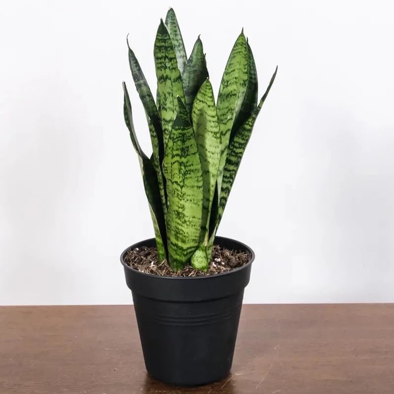 Kalfo Live Giloy Plant Giloy Herbal Live Plant Medicinal Herb Plant Giloy Bel Outdoor Herbs Plant with Pot