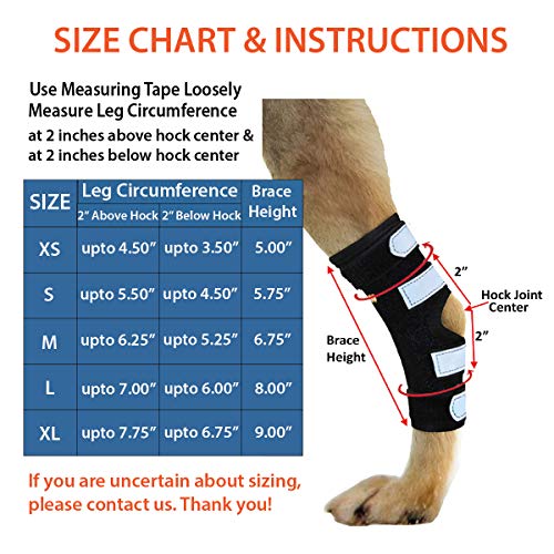 Best Dog Knee Braces in 2020 Ratings, Prices, Products ACuteADay