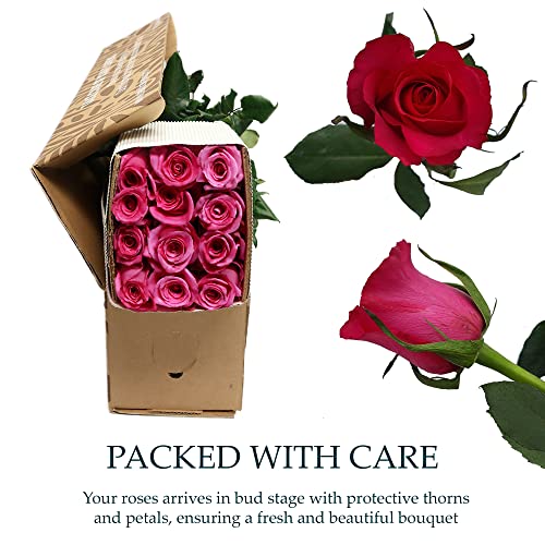 Yellowell Hot Pink Fresh Roses And 6 More Colors 12, 24, 50 Or 100 Roses –Delivery Between 4 And 5 Business Days – No Deliveries On Weekend – 24 Luxury Fresh Roses. #TOP2