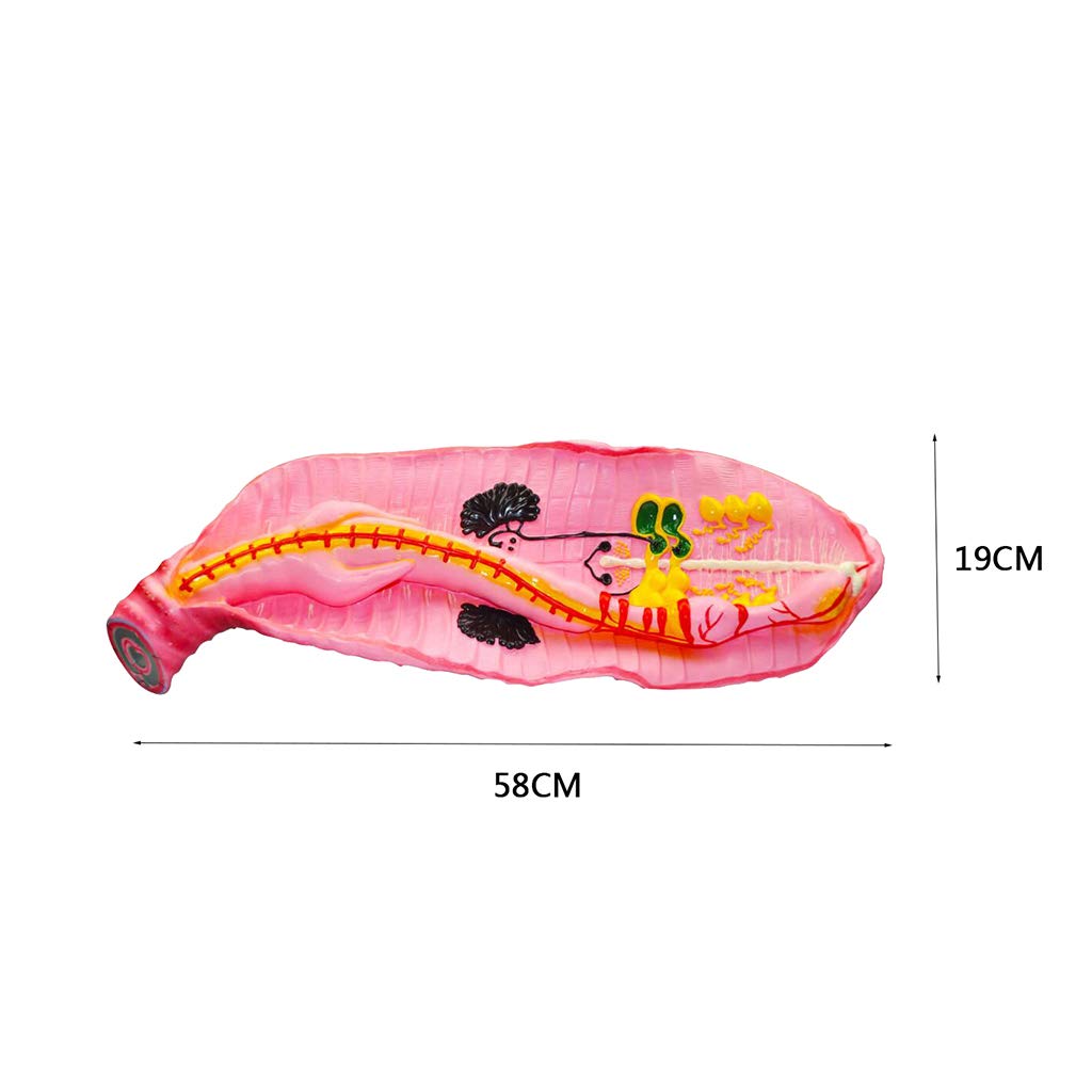 Modele medyczne anatomiczny,biologiczny Modele medyczne nauczania Modele medyczne nauczania materiały anatomii Modele medyczne do nauczania nauk edukacyjnych