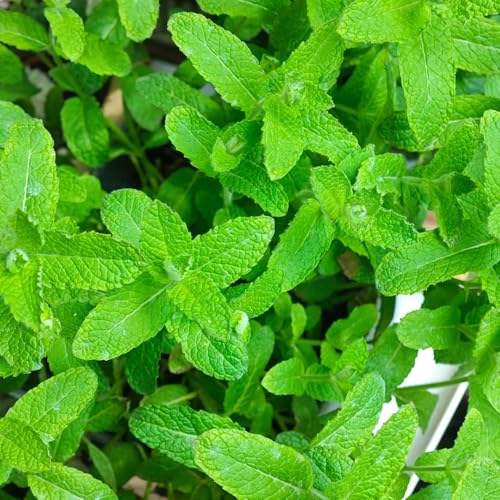 Apfelminze, kräutersamen alte sorten pfefferminze winterharte für garten seltene gartenkräuter grünpflanzen kräuterpflanzen balkon 400Samen