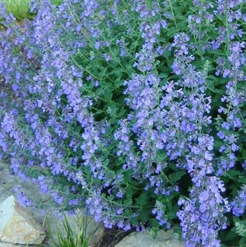 200PCS Catmint Lavender Blue Heirloom Perennial Non-GMO Seeds