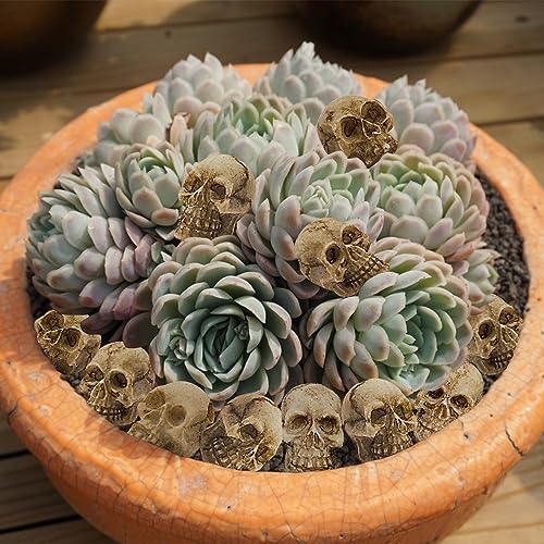Morofme Mini Skull Figurines Halloween Skeleton Head Miniature Skulls Plastics Micro Landscape Figure Little Plastic Skulls Cake Topper Decoration for Scary Halloween Party Bar Table Vase Filler 20pcs